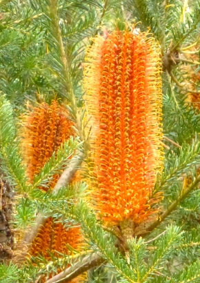 PR - Orange Banksia