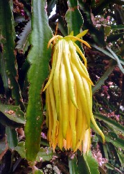 K - Südamerikanischer Pitahaya-Kaktus