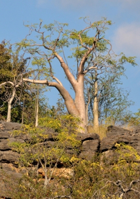 Moringa-Geisterbaum von Etosha