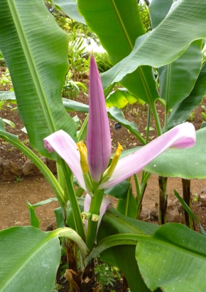 Kenia-Banane