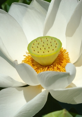 Weisse Lotusblume
