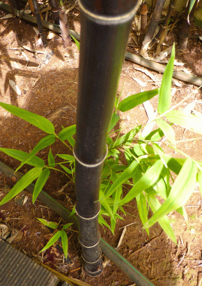 GR - Schwarzer Bambus