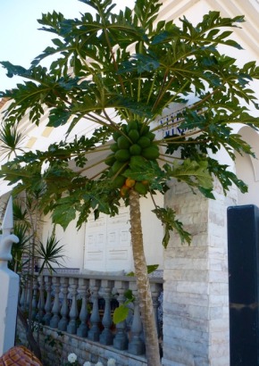 Tropischer Melonenbaum
