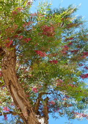 Artikel-Bild-Peruanischer Pfefferbaum