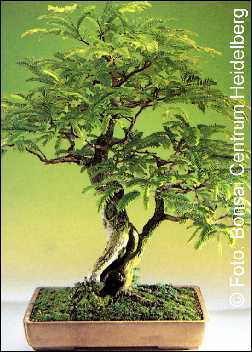 Artikel-Bild-B - Tamarinde / Indischer Dattelbaum