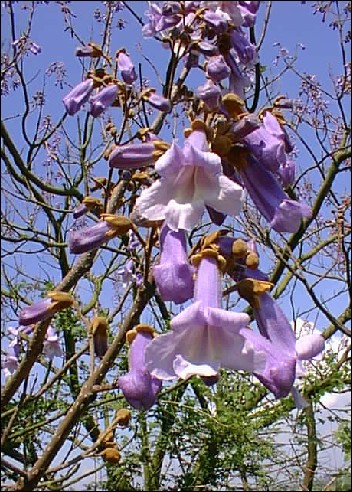 Artikel-Bild-Blauglockenbaum