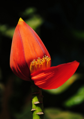 Rote Blumenbanane