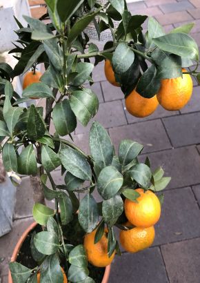 Italienischer Mandarinenbaum