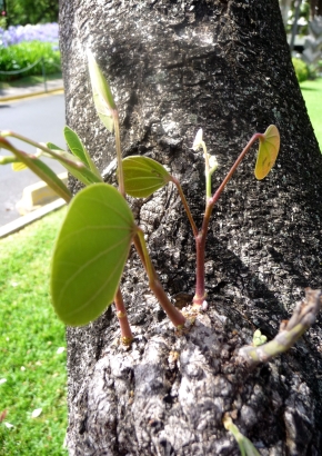 Purpur-Orchideenbaum - 1503 - 194 - 1 - 2