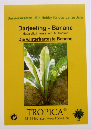 Bananen - Samenset / 7 Tüten - 1536 - 241 - 4 - 5