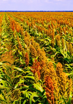 Mais - Besenmais / Mohrenhirse `Red Broom Corn` - 1540 - 250 - 1 - 2