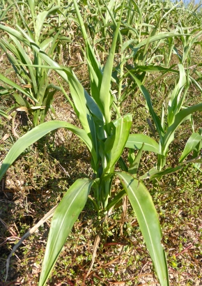 Mais - Besenmais / Mohrenhirse `Red Broom Corn` - 1540 - 250 - 1 - 2