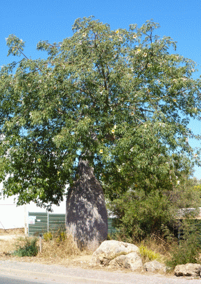 Südamerikanischer Flaschenbaum - 1638 - 331 - 1 - 2
