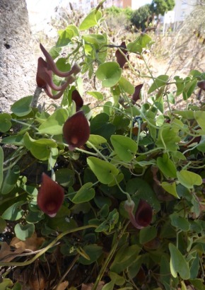 Andalusische Gespensterpflanze - 1678 - 591 - 0 - 1