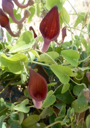 Andalusische Gespensterpflanze - 1678 - 591 - 0 - 1