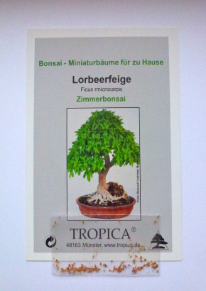 B - Lorbeerfeige - 1344 - 724 - 1 - 2