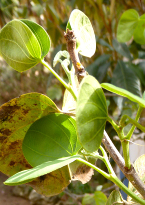 Weißer Orchideenbaum - 1733 - 927 - 2 - 3