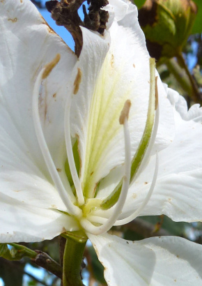 Weißer Orchideenbaum - 1733 - 925 - 0 - 1