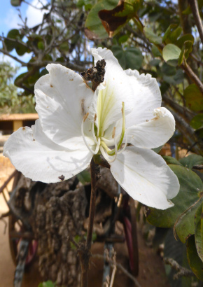 Weißer Orchideenbaum - 1733 - 927 - 2 - 3
