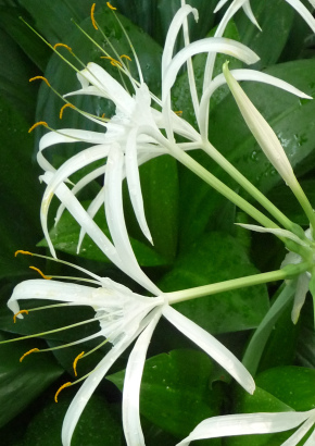 BZ -Asiatische Hakenlilie / Spider Lily - 1743 - 1521 - 1 - 2