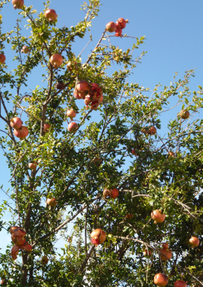 Granatapfelbaum - 1555 - 277 - 1 - 2
