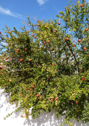 Granatapfelbaum - 1555 - 1094 - 3 - 4