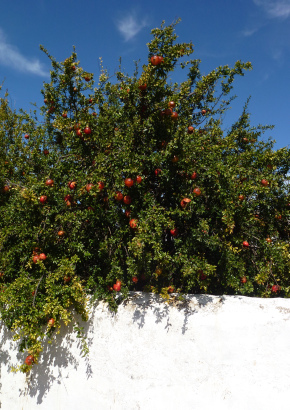 Granatapfelbaum - 1555 - 1096 - 5 - 6
