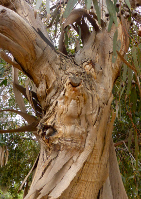 Eukalyptus (ficifolia) - 1750 - 1144 - 16 - 17