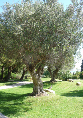 Ölbaum / Olive - 1357 - 1153 - 9 - 10