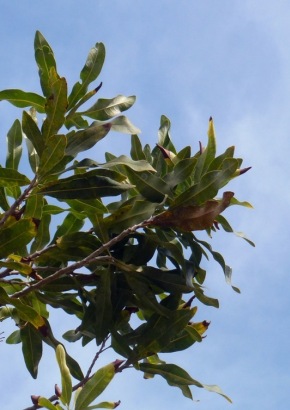 Australischer Feuerradbaum - 1437 - 1473 - 9 - 10