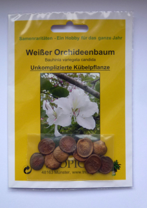 Samenset-Orchideenbäume - 1808 - 1595 - 5 - 6