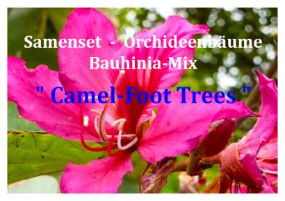 Samenset-Orchideenbäume - 1808 - 1594 - 4 - 5
