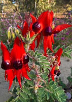 Samenset - Australische Wildblumen - 1815 - 1627 - 5 - 6