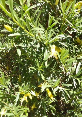 Samenset - Australische Wildblumen - 1815 - 1623 - 1 - 2