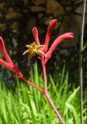 Samenset - Australische Wildblumen - 1815 - 1631 - 9 - 10