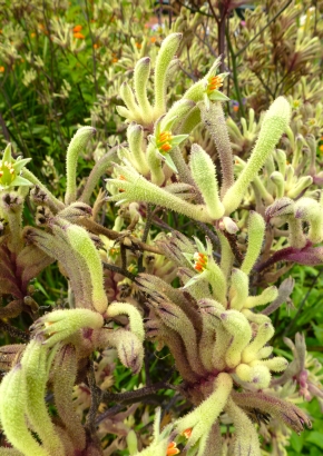 Samenset - Australische Wildblumen - 1815 - 1625 - 3 - 4