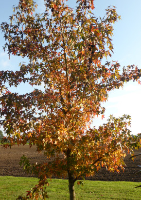 Amerikanischer Amberbaum - 1841 - 1774 - 1 - 2