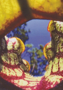 Schlauchpflanze-pupurea
