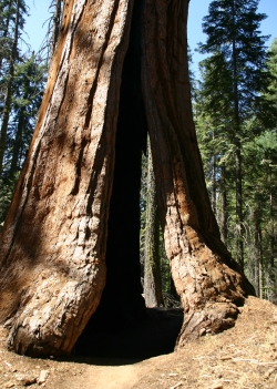 Riesen-mammutbaum