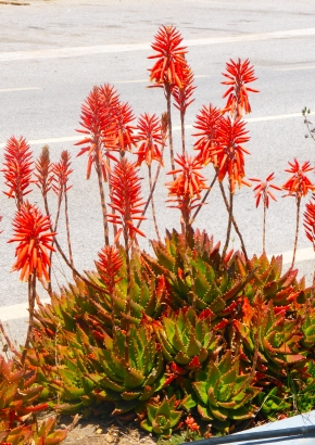 Aloe nobilis in blüte