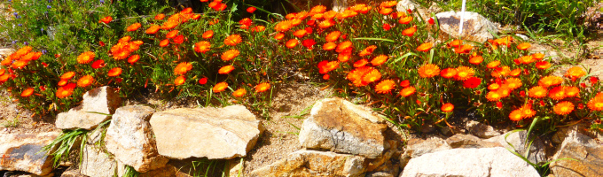 exotische Blüten Rarität Saatgut seltene Garten Balkon ZYPRESSE 