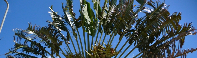 Tropische Pflanzen am Strand