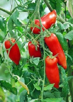 Tomate - Andenhorn
