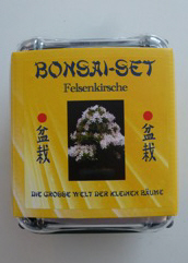 Bonsai - Felsenkirsche
