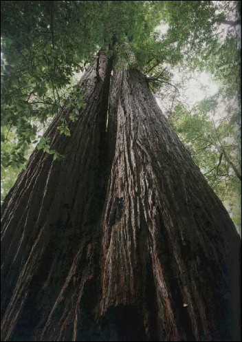 Artikel Bild: Küsten-Mammutbaum