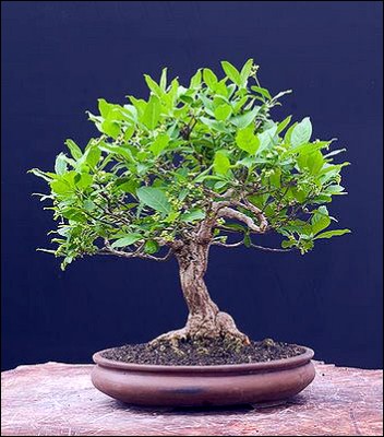 Artikel Bild: B-Weißer Maulbeerbaum