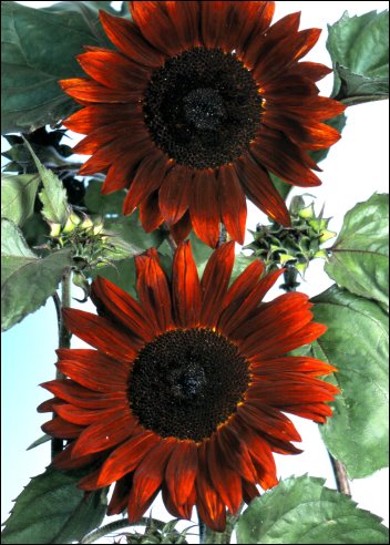 Artikel Bild: Sonnenblumen: Claret F1