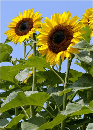 Artikel Bild: Sonnenblumen: Titan Riesensonnenblume F1