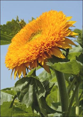 Artikel Bild: Sonnenblumen: Orange Sun F1
