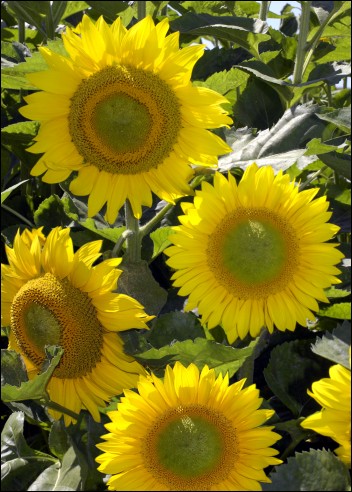 Artikel Bild: Sonnenblumen: Summer Breeze F 1